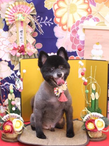 20240113チョビくん